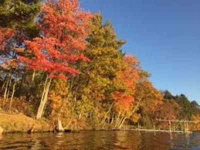 picture of fall leaves on trees by the water