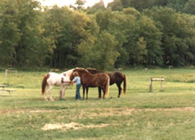 Three horses at White Mound horse campground