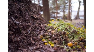 Compost Pile