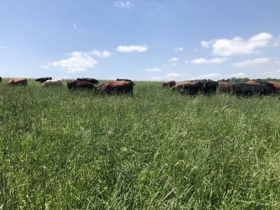 Grazing Cattle