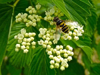Pollinator on flower