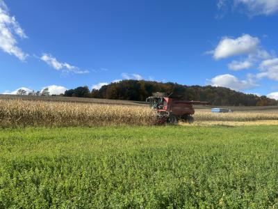 Combine harvesting crops