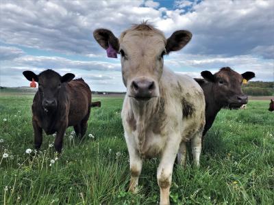 Grazing Cattle on Pasture