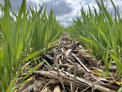 Cover Crop Field