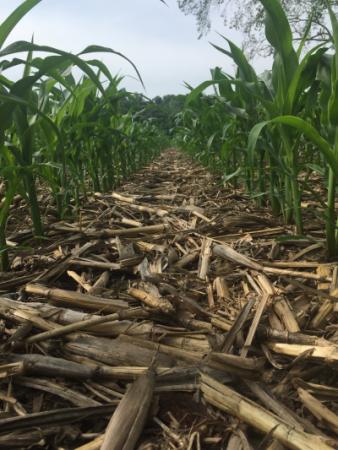 No Till Corn Field
