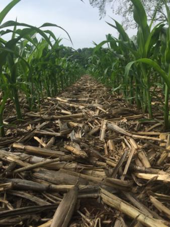 No Till Corn Field