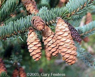 White Spruce