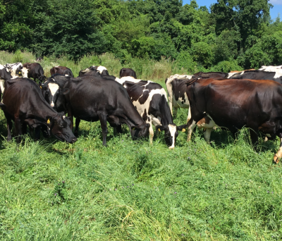 Grazing cows