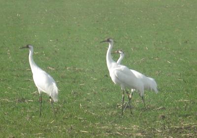 Whooping Cranes