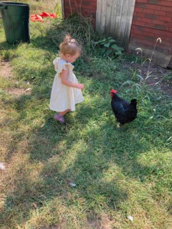 little girl reaching out to pet a black chicken
