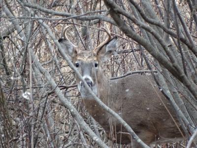 Whitetail deer peeking through trees