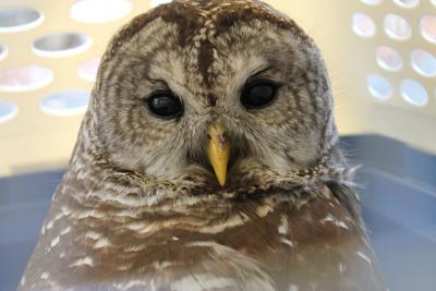 Barred Owl