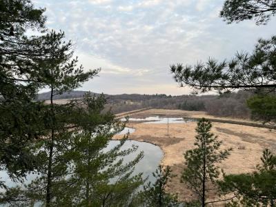 Overview of wetland complex with pine trees.