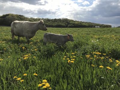 Cows grazing in a sunny pasture