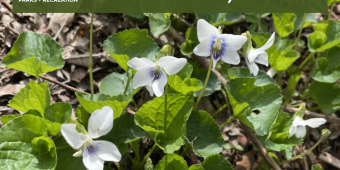 Office closed on Wednesday, May 6. Small flowers on the ground behind text