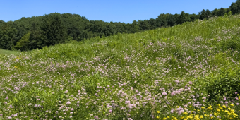 Pollinator Paradise1 Pollinator paradise - garden behind White Mound County Park office